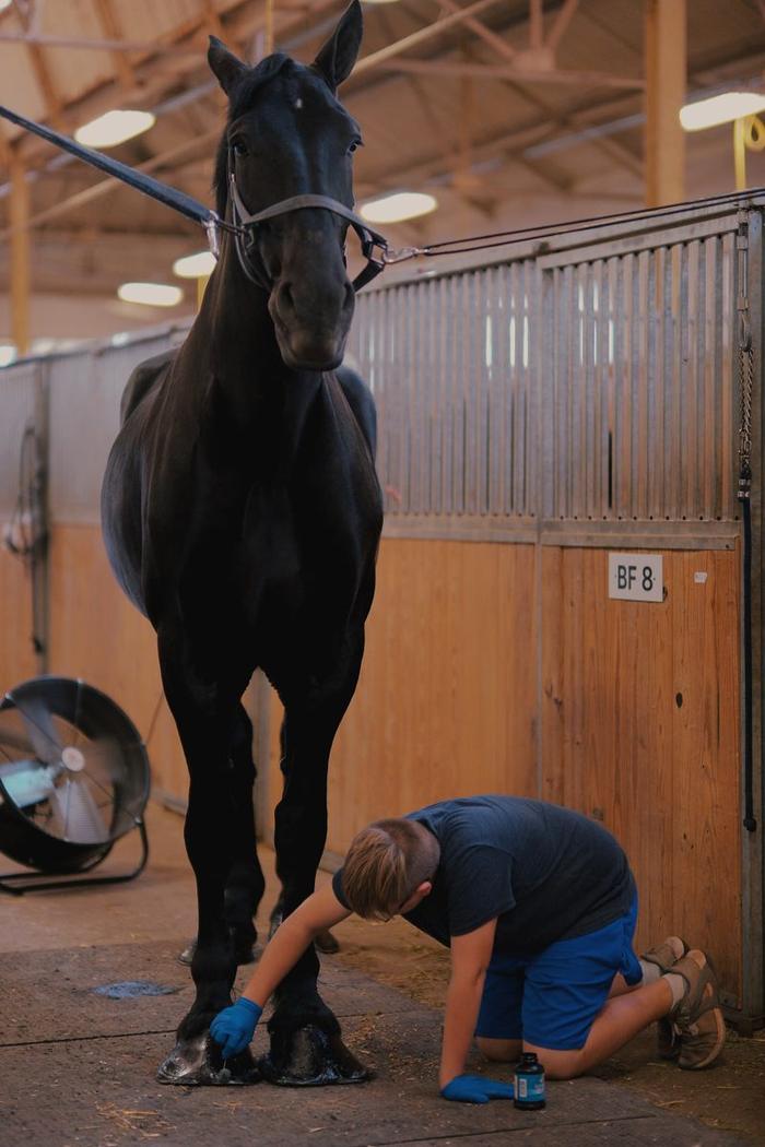 A farrier trimming a horse's hoof
