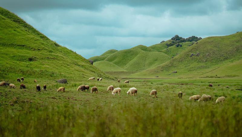 Sheep grazing on green hills