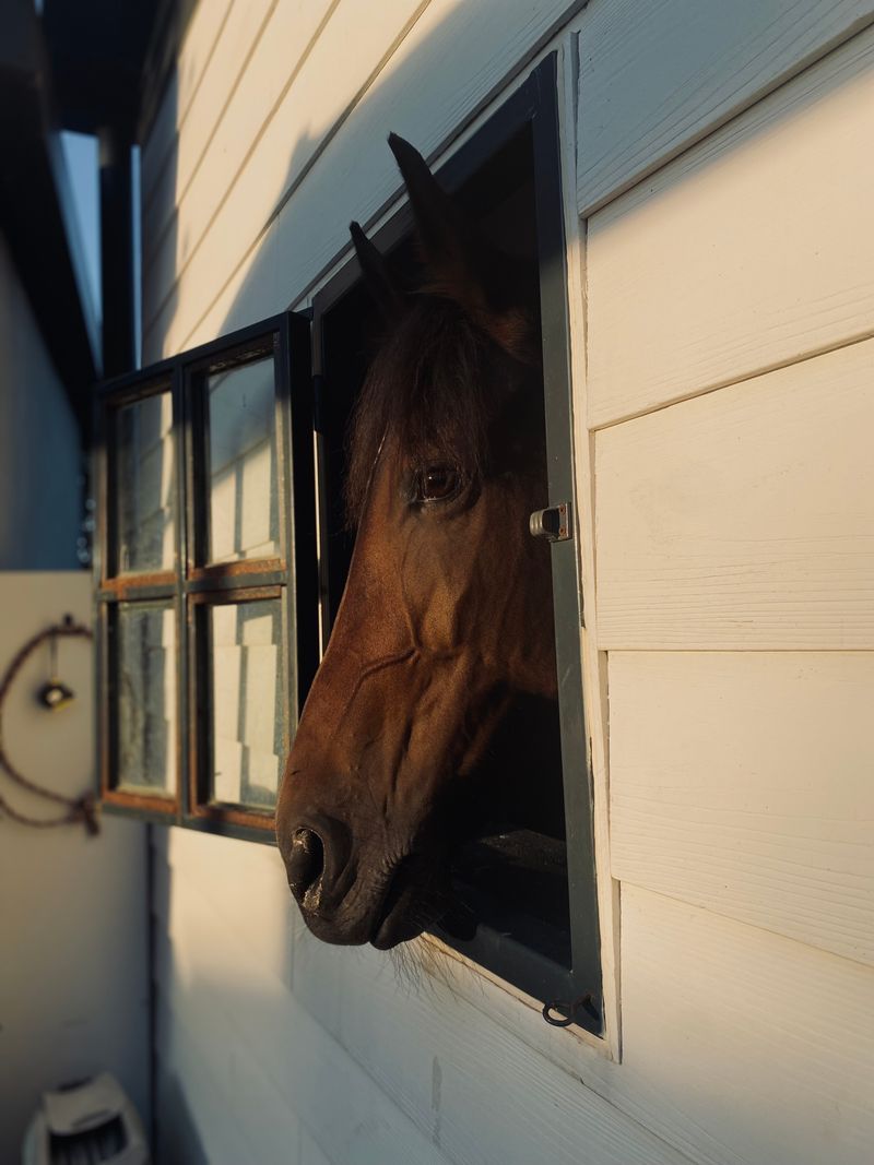 A brown horse looking out of a barn window